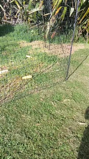The wind got up again. Bugga!! ⛵#yacht, #sailing, #newzealand, #chooks, #windy, #sailingrookie | Sue Marmont