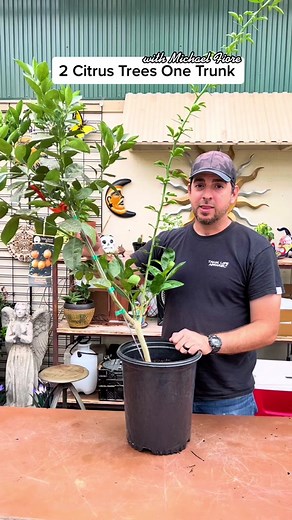 Do Citrus Trees Have Thorns? Easy Solutions Revealed