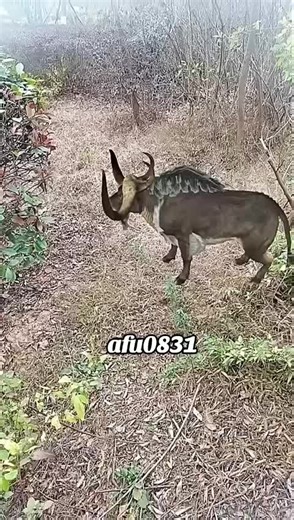 Funny and Cute Animal Videos Compilation