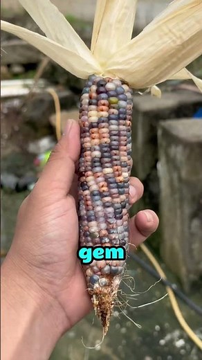 Why This Corn Can Sell for $1000🤯