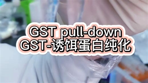 【新手必看❗ GST pull-down诱饵蛋白纯化实验全流程➕操作技巧】—辉骏生物