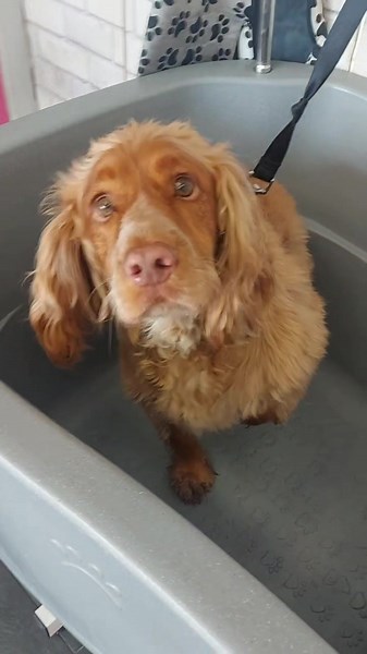 Transformación de un Cocker Spaniel: Antes y Después