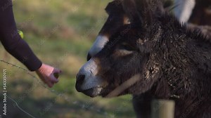 Donkeys eating apples from the hand over farm fence