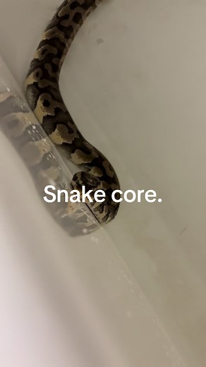 How to Create a Perfect Ball Python Enclosure