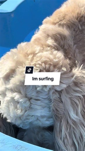 Everybody go surfing! #dog #dogsoftiktok #cute #cockerpoo #surfingdog