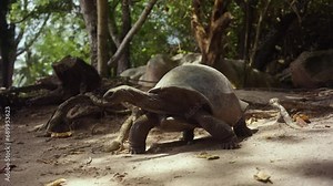 Close up with a wild turtle in its natural habitat unbothered