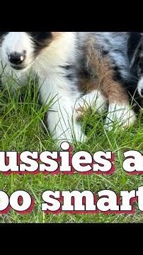 Diego 8 week old aussie puppy training