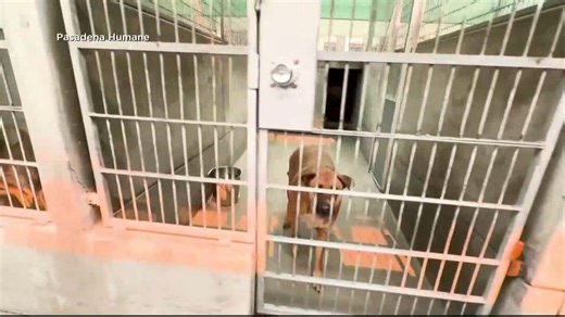 The Pasadena Humane Society has taken in more than 400 animals since the California wildfires erupted, leaving them stretched thin. Now, other shelters in the state are stepping up to help, donating supplies and taking in some pets. | CBS Evening News