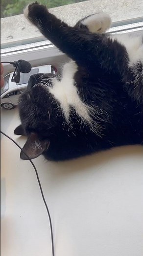 Cat Purr. Purring Cat sound for Relaxation. Relaxing video for sleep. Cute Cat Purr for Relaxation