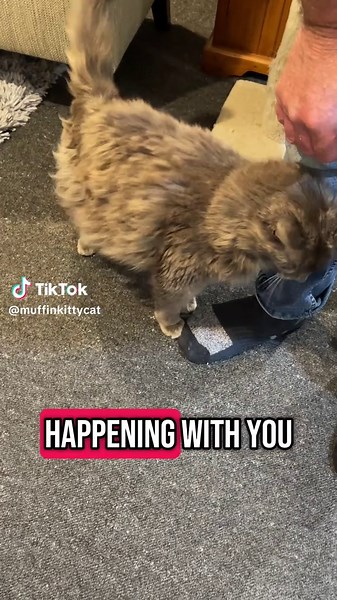 Muffin having a good day. #fyp #TalkingCat #MuffinDCat