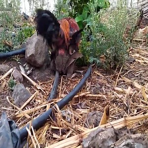 Cute trying learn to find new place so sweety. | Animals TV