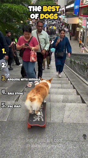 Ranking 👑 BEST OF DOGS