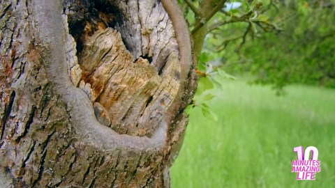 A quiet nesting moment in the tree
