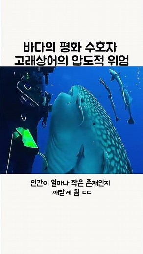 바다의 평화 수호자 고래상어의 압도적 위엄