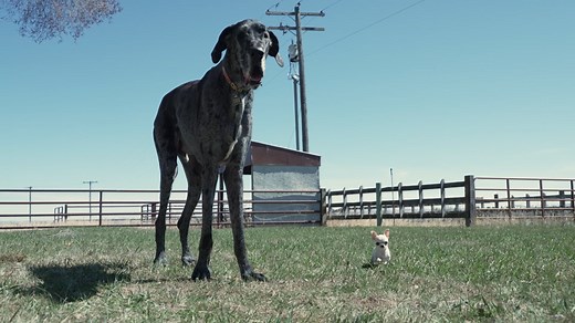 See the world’s tallest and smallest dogs together