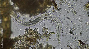 microorganisms and soil biology, with nematodes and fungi under the microscope. in a soil and compost sample