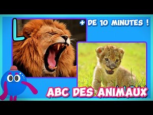 🇫🇷 Animal ABCs 🐵⭐Learn animal names in French