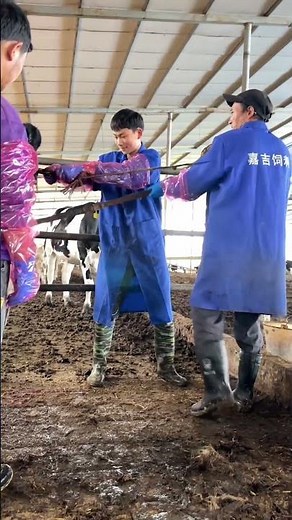 How vet help little Cow get safely born that get stuck 👀