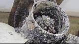 State of emergency declared over golden mussel threat