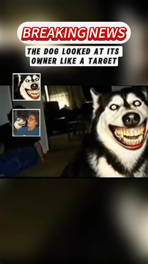 Scariest Part Was The Way The Dog Looked At Him — Short Horror Story