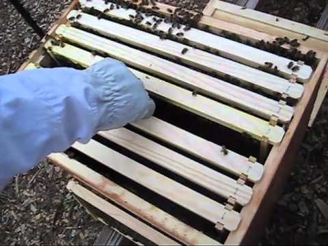 Beekeeping: Plastic Or Wax Foundation, Which Is Better & Why