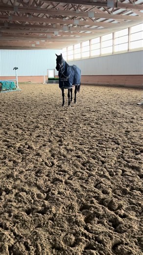 A Day in the Life at the Barn with Horses