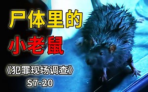 小老鼠能够钻进人的肚子，小人物同样也能破获大案子《CSI》S7-20