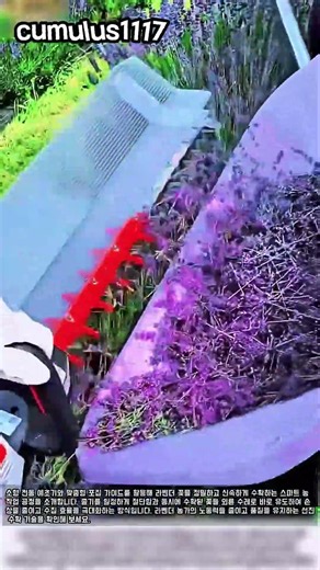 전동 예초기로 라벤더 꽃을 효율적으로 수확하는 방법