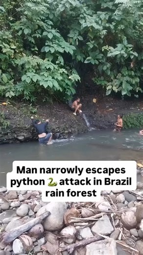Viral hai Bhai 🔵 on Instagram: "Breath of Death: Man's Chillingly Close Call with Giant Python in Rainforest 🐍 A man's relaxing day in the rainforest with friends turned into a heart-stopping nightmare when he was nearly ambushed by a massive python, a terrifyingly close encounter that was all caught on camera . 1. The video opens on a seemingly peaceful scene: a man is chilling by a flowing stream in a lush, green jungle, with his friends enjoying a swim nearby . 2. He is completely unaware t