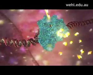 高中生物Body Code 体代码【生物小视频】