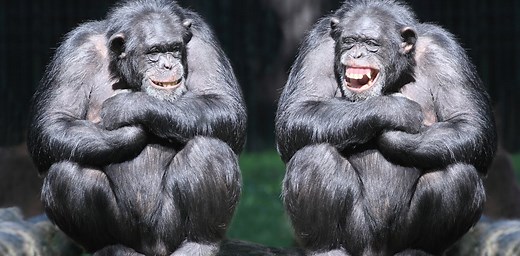The evolutionary origins of laughter are rooted more in survival than enjoyment
