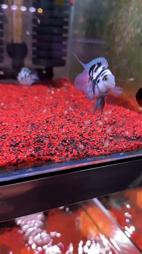 37K views · 662 reactions | The blue polar parrot fish is a hybrid freshwater fish that was first created in Taiwan around 1986. It is believed to be a cross between the Convict Cichlid and the Blood Parrot Cichlid. As such, it has no natural habitat and exists only through selective breeding. #parrotfish #aquariumhobby #aquarium | Hendrix backyard TV | Facebook