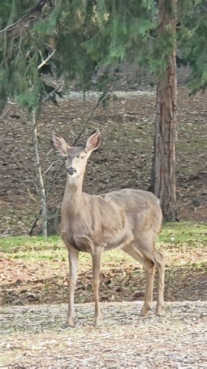 Why Herd Mentality is Dangerous for Wild Deer. #nature #survival