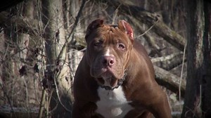 THE BIRTH OF DDK9s "THE HULK" YOU WILL REMEMBER THE NAME!