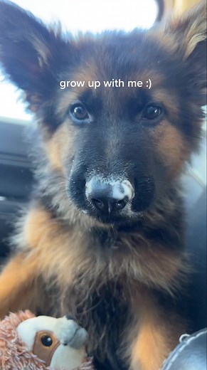 German Shepherd Puppy Growth Progression | 7 Months