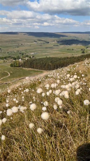 Moor full of headbangers!! Great to see the wildflowers up on these moors blooming so well in this weather. Yorkshire Dales National Park Secret Yorkshire Yorkshire Dales Moorland Group Status Quo #statusquo #moorland #wildflowers #farming | Hutchinson Photography