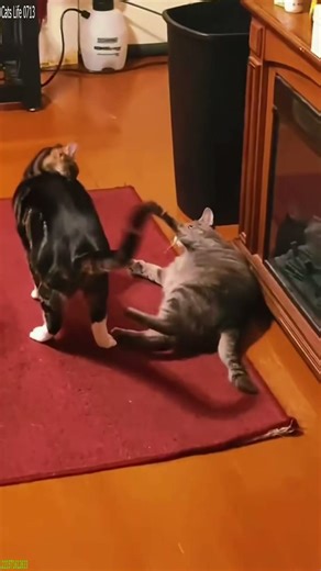 Funniest Cat 🙀 funny cats compilation 🥰 # Ep 5667