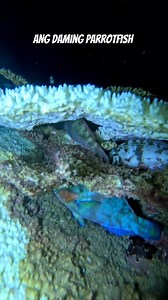 Ang daming PARROTFISH sa Palawan #reels #fishing #parrotfish | One Fish Adventure