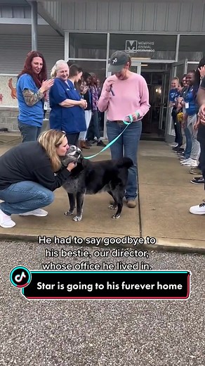 Star got adopted and he’s finally going to his furever home 🐾❤️ #seniordog #adoptionjourney #dogsoftiktok