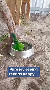 Have you heard of the Western Australian parrot known as a 28? It's a subspecies of Australian ringneck known for its stunning colours and call which echoes around southern WA. The 28's desire for fruit and seed means it's garnered a reputation as a pest for farmers and gardeners sadly. What's in a name? But why is it called a 28? Some theories include it takes 28 parrots to make a pie, or that the Noongar name “toolnut” when spoken for the bird sounds like 28. However, the accepted theory is it