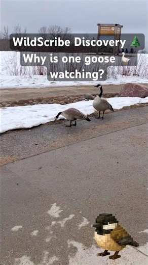 Why Do Geese Fly in a V Formation? 🌲 #shorts #wildernessseason #outdoorlearning #hatchoutdoors