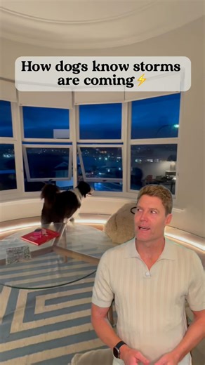 Can you hear the rumble? ⚡️ It’s almost like they have superpowers. And it’s why they’re nervously pacing and panicking hours before that storm hits 🐕 But knowing what they’re sensing means you can get in before they panic hits, with some proven relief for that thunderstorm anxiety ⛈️ My Calm Collected treats (with L-theanine) help thousands of Aussie dogs every year with storm stress. And the bonus? They’re tasty and super easy to use… You can find them below in the comments 👇 | Dr Chris Brow