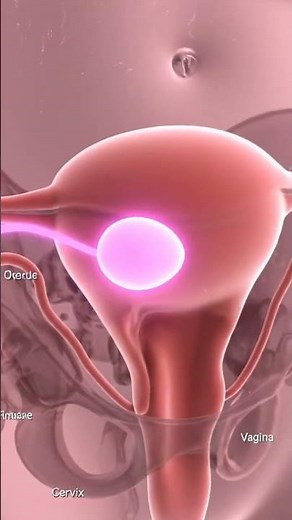 How the Human Reproductive System Really Works | Male and Female#shorts#science#anotomy