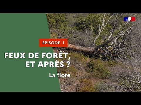 Episode 1 : feux de forêt, comment la flore se régénère-t-elle ?