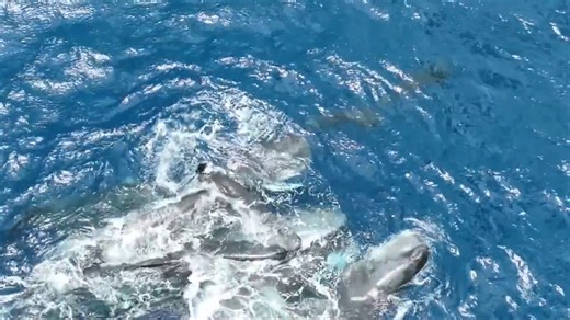 In July 2023, researchers on a whale watching expedition in the Caribbean Sea encountered an unusual scene: 11 sperm whales clustered tightly at the water’s surface.The animals began to inch closer and closer together in the waters off the island of Dominica, with their attention turned to one individual, until a burst of blood tinted the water.At first, the scientists—part of @ProjectCETI, a nonprofit that studies how sperm whales interact—thought the animal had been attacked. But then they saw