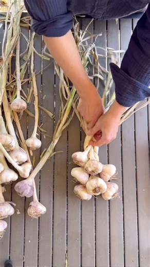 Right, left, center, repeat! Braiding soft neck garlic is easy 🧄 . . . #garlic #gardeninspiration #braiding | Seattle Urban Farm Company