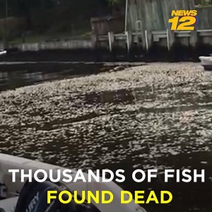 A devastating die-off in Shinnecock Bay, Long Island. Thousands of fish found dead. FULL STORY: https://bit.ly/2lE2p83 | News 12