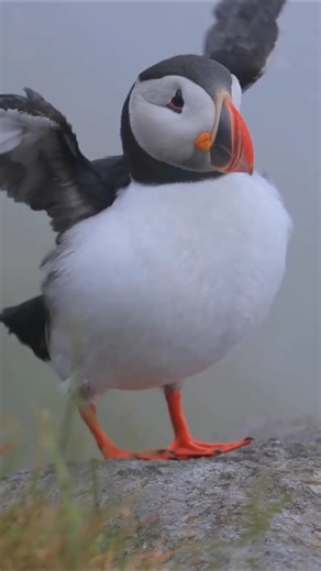 Cute Puffin Ocean Survivor 🐧#puffin #shorts