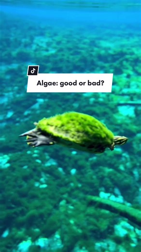 Algae grows on turtles’ shells naturally 🌱 However, it can hide infections or injuries, and excessive buildup can get in the way of the turtle’s ability to absorb UVB and heat while basking 🐢 In rare cases, algae will start to grow under partially shed scutes (shell scales), and shell rot may develop as a result😔 However, it is common to see green algae growing on the outside of the shell 🐚 📹 @ecoventurefl #lovefl #ecotours #springhunters #clearkayak #turtle #sharkid_faith