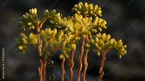 Sedum acre is a wild flower in the southern France
